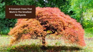 9 Compact Trees That Work In The Smallest Backyards