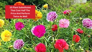 10 Plant Substitutes That Cost Half The Price And Perform Twice As Well