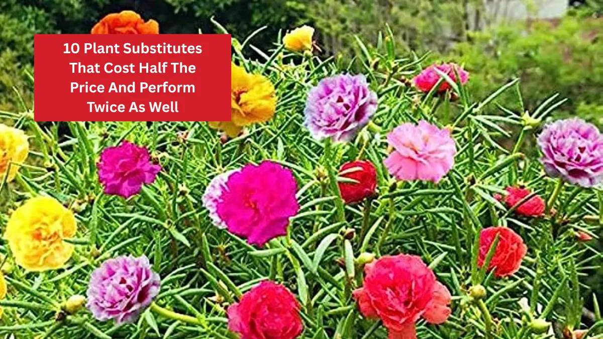 10 Plant Substitutes That Cost Half The Price And Perform Twice As Well
