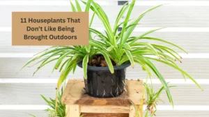 11 Houseplants That Don’t Like Being Brought Outdoors