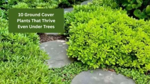 10 Ground Cover Plants That Thrive Even Under Trees