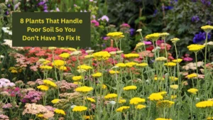 8 Plants That Handle Poor Soil So You Don’t Have To Fix It
