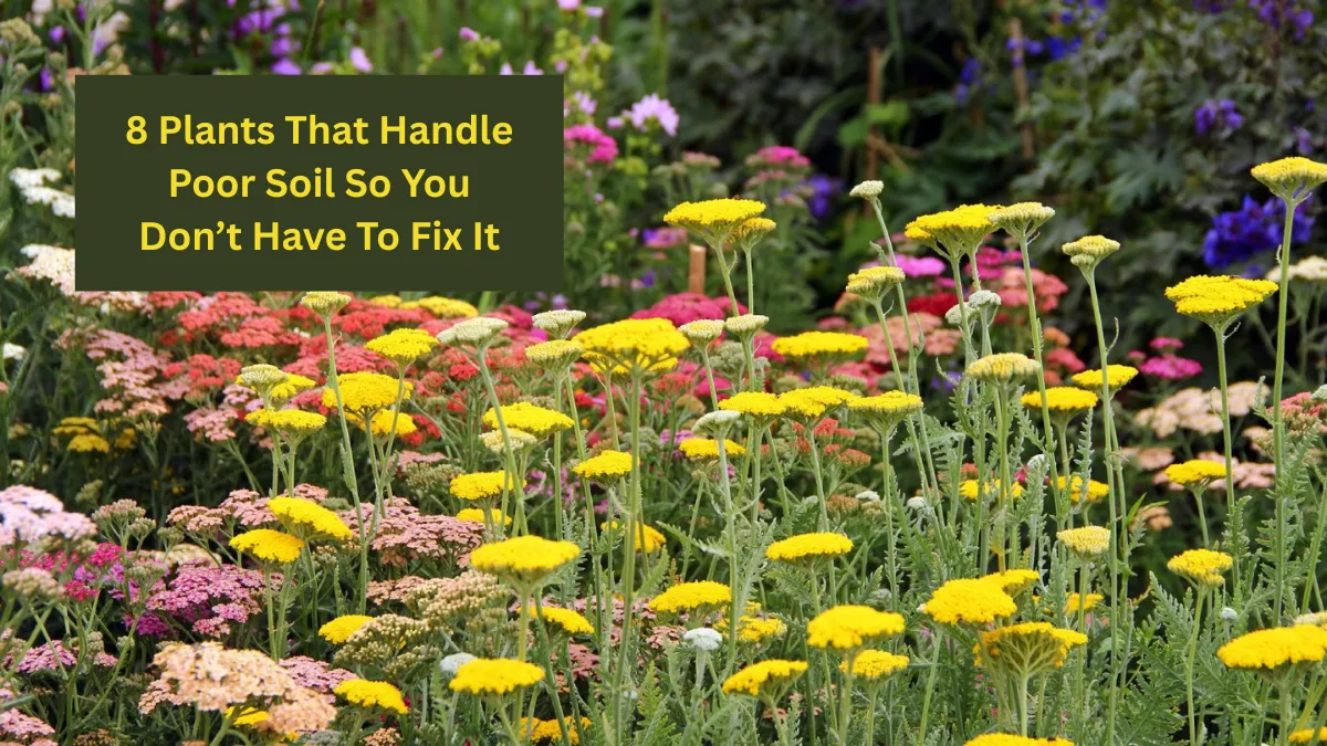 8 Plants That Handle Poor Soil So You Don’t Have To Fix It