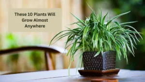 These 10 Plants Will Grow Almost Anywhere