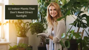 11 Indoor Plants That Don’t Need Direct Sunlight