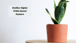 13 Balcony Plants That Never Drop Leaves or Make a Mess