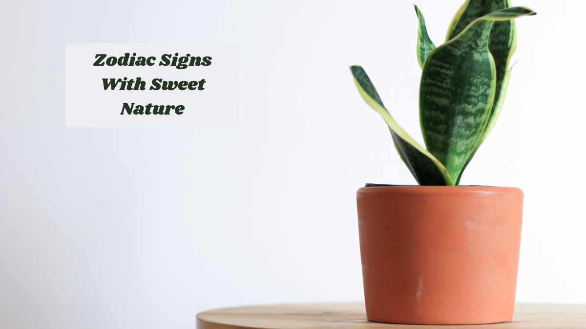 13 Balcony Plants That Never Drop Leaves or Make a Mess