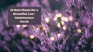 12 Best Plants for a Beautiful, Low-Maintenance Porch