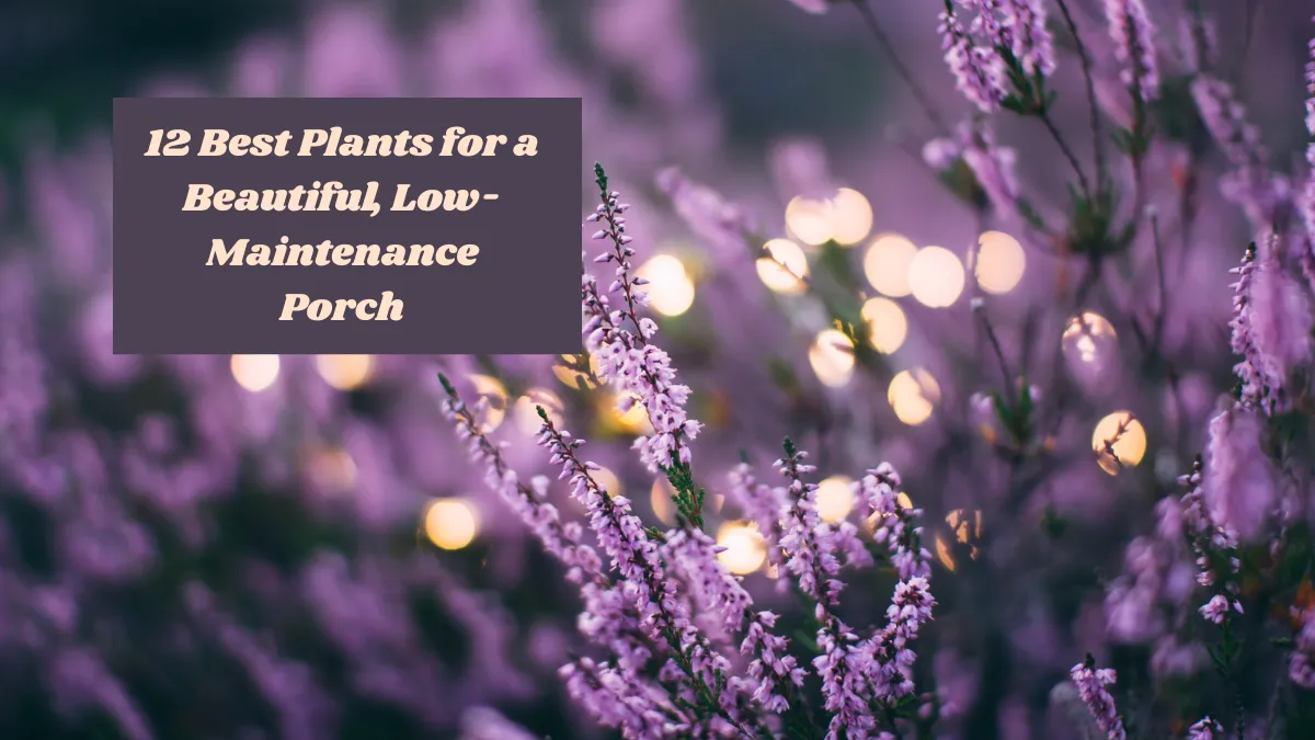 12 Best Plants for a Beautiful, Low-Maintenance Porch