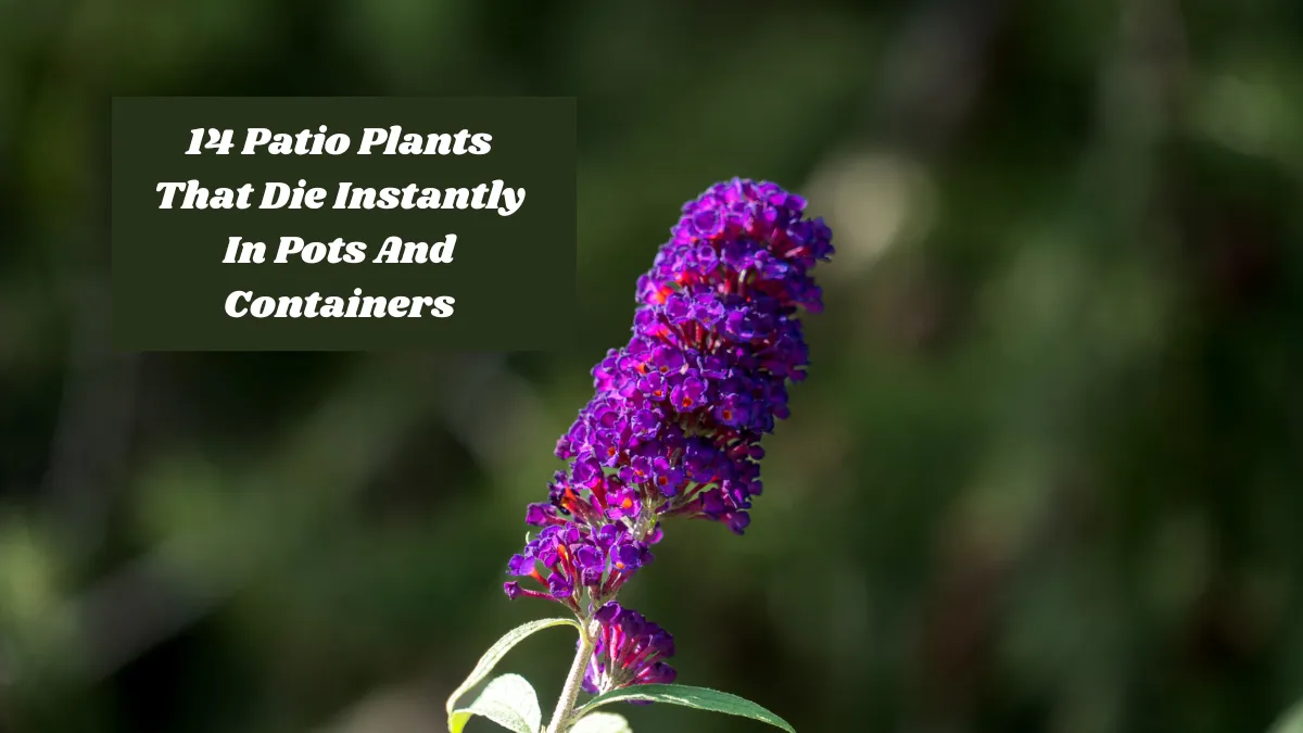 14 Patio Plants That Die Instantly In Pots And Containers