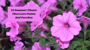 13 Summer Plants That Love Patios And Porches