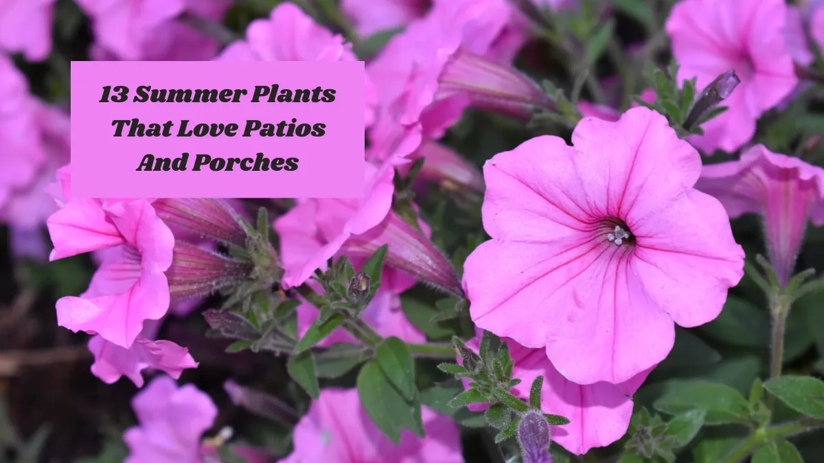 13 Summer Plants That Love Patios And Porches