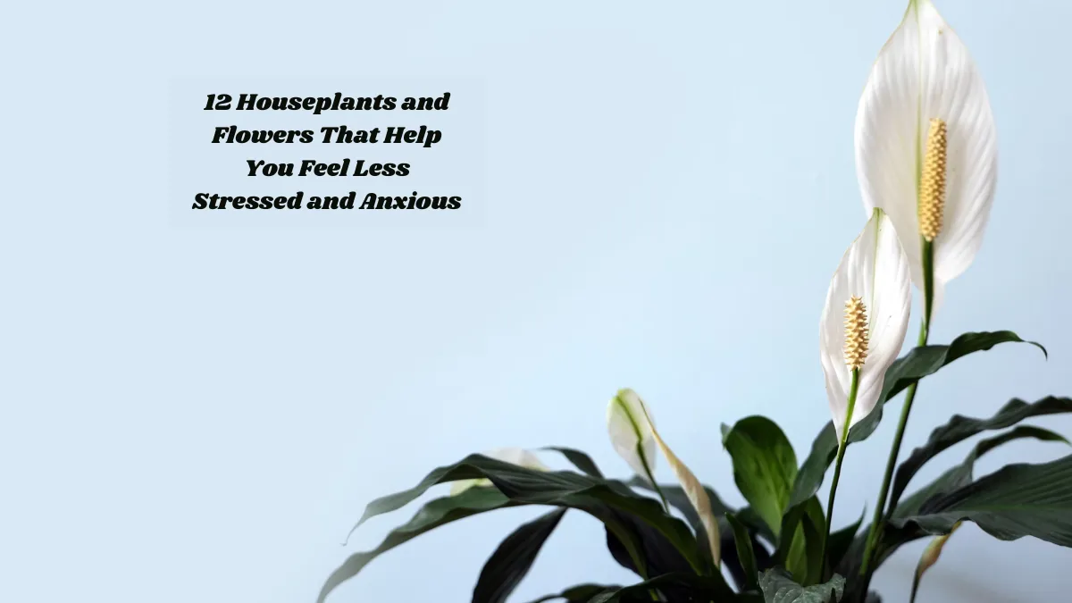 12 Houseplants and Flowers That Help You Feel Less Stressed and Anxious