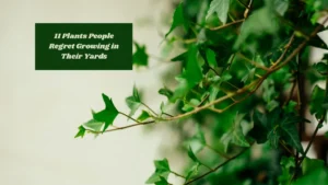 11 Plants People Regret Growing in Their Yards
