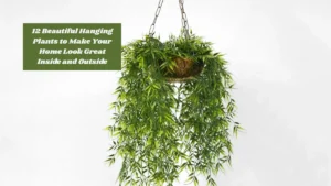 12 Beautiful Hanging Plants to Make Your Home Look Great Inside and Outside