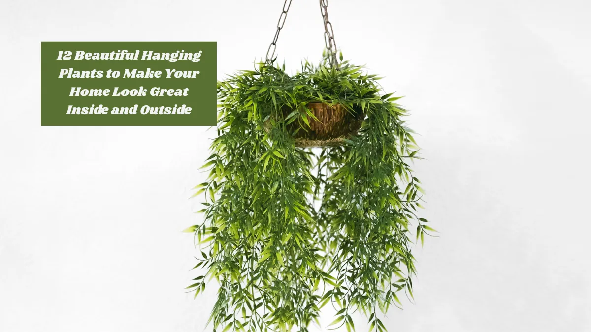 12 Beautiful Hanging Plants to Make Your Home Look Great Inside and Outside