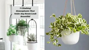 7 Climbing Houseplants That Make Any Room Look Beautiful