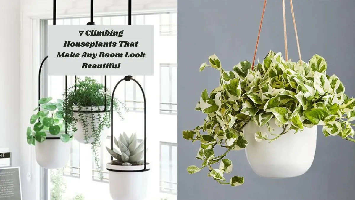 7 Climbing Houseplants That Make Any Room Look Beautiful