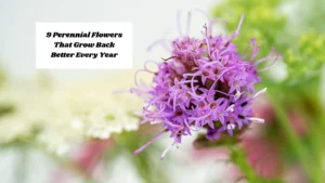 9 Perennial Flowers That Grow Back Better Every Year