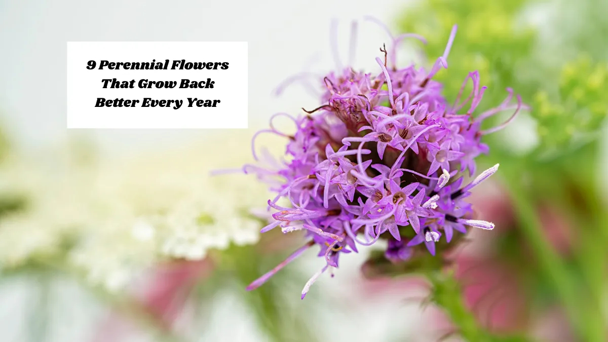 9 Perennial Flowers That Grow Back Better Every Year