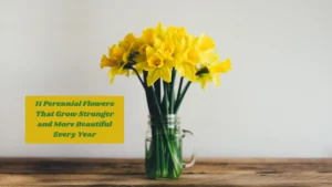 11 Perennial Flowers That Grow Stronger and More Beautiful Every Year